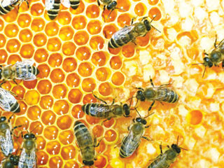 Đẳng cấp trong xã hội ong mật