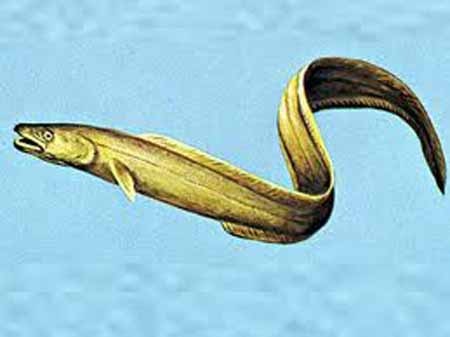 Huyền bí về thuồng luồng hơn 10 thước ở hồ Tây