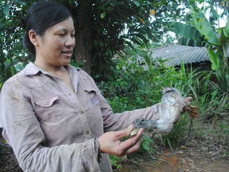 Dở khóc dở cười với vịt... nuôi mãi không lớn