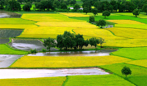 Những cánh đồng đất Việt
