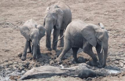 Xúc động cuộc cứu mạng mẹ con voi khỏi đầm lầy