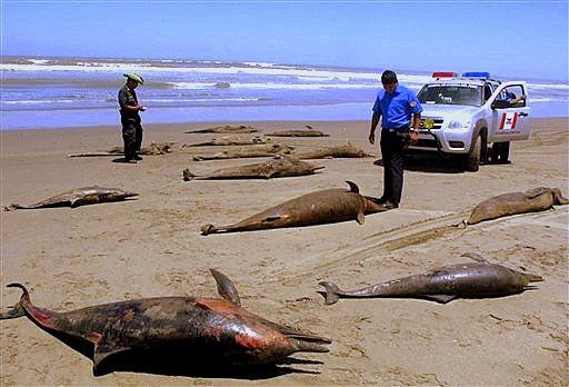 Peru: Đã tìm ra thủ phạm khiến cá heo chết hàng loạt