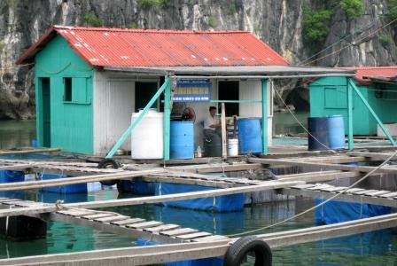 Người Trung Quốc nuôi cá trái phép ở Hải Phòng