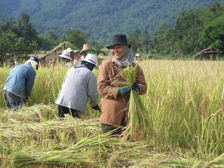 ASEAN có thể giúp tránh sốc giá gạo bằng cách giảm hạn chế xuất khẩu...