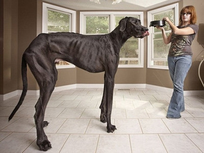 Con chó cao nhất thế giới