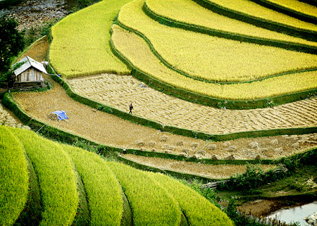 Ruộng bậc thang Hoà ng Su Phì nhận Bằng Di tích QG 