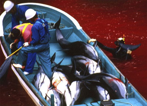 Thảm sát cá heo ở Nhật, máu nhuốm đử vùng biển