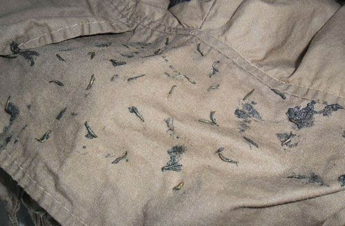 Sinh vật lạ trong quần áo là  ấu trùng ruồi