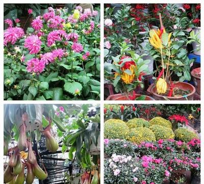 Ghé phiên Chợ Bưởi cuối năm