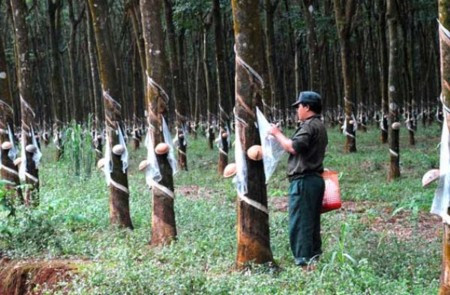 HA.GL và  Tập đoà n Cao su VN bị cáo buộc phá rừng ở nước ngoà i