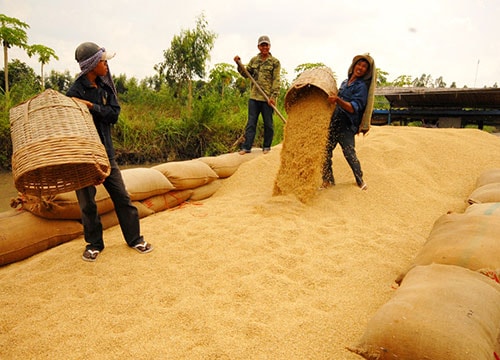 Giá lúa tăng cao: Lợi trước, lo sau