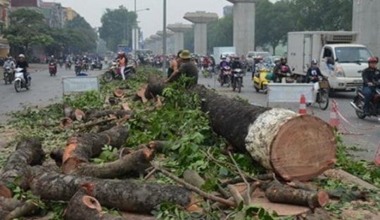 Hà  Nội: Phương án di chuyển cây xanh đợt 2 tuyến đường sắt đô thị thí điểm 