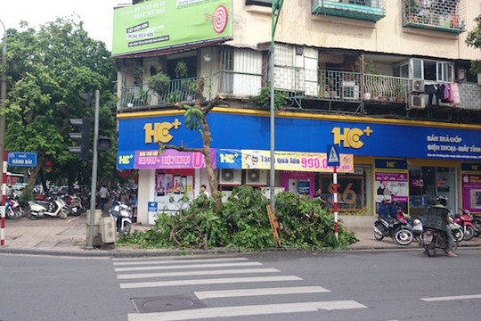 Hà  Nội: Tạm giữ đôi "lâm tặc" triệt phá cây xanh