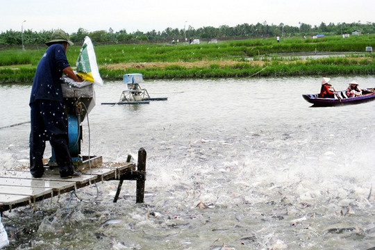 Đưa ao nuôi cá tra Việt Nam lên bản đồ Google