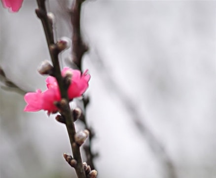 "Săn" đà o cho rằm tháng Giêng