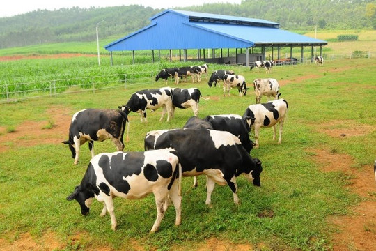 Vinamilk đưa và o hoạt động trang trại bò sữa thứ 7 tại Hà  Tĩnh