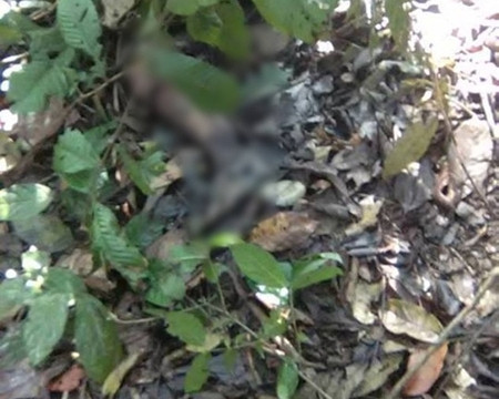 Nghệ An: Phát hiện thi thể nữ sinh lớp 7 đang phân hủy trong rừng