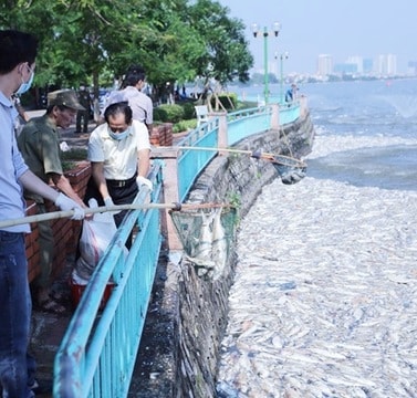 Hà  Nội: Hơn 200 tâÌn caÌ chêÌt đaÌƒ đươÌ£c thu gom, xưÌ‰ lyÌ. 