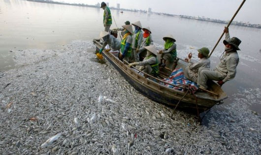 Yêu cầu sớm xác định nguyên nhân cá chết ở Hồ Tây