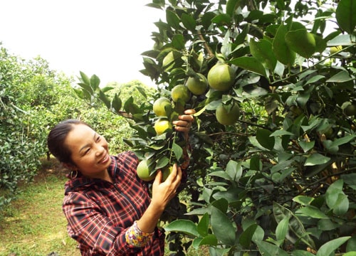 Cam Cao Phong “ Hòa Bình đặc sản vùng Tây Bắc