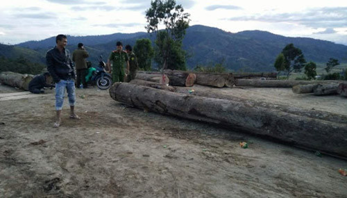 Gia Lai: Bắt hà ng chục mét khối gỗ lâm tặc đang tập kết xuống núi