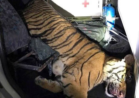 Phát hiện xe cứu thương chở con hổ đông lạnh nặng 180kg