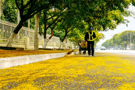 Hoa sưa vàng rực ở Quảng Nam