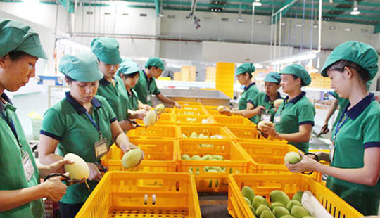 Cảnh báo 13 doanh nghiệp nhập khẩu trái cây UAE lừa đảo