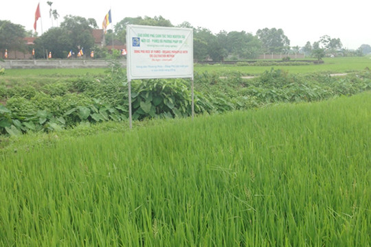 Nông dân Hà Nội sản xuất lúa hữu cơ