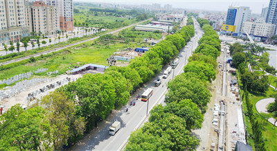 Mở rộng đường Phạm Văn Đồng: Giải pháp bù đắp cho những hàng cây bị di chuyển