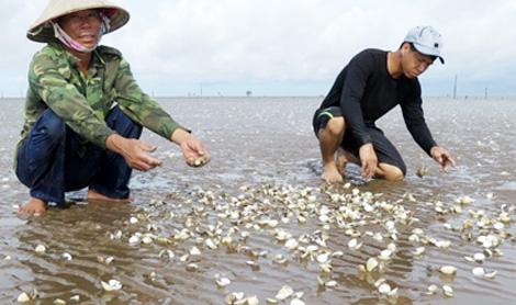 Hải Phòng: Người dân khóc ròng vì ngao chết hàng loạt