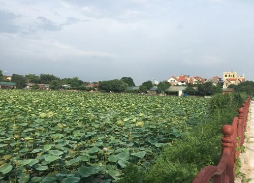 Chè sen hồ Tây, món quà từ trăm năm