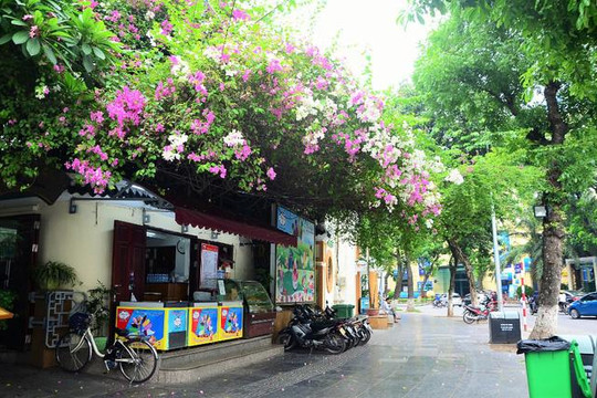Phố phường Hà Nội lãng mạn với những giàn hoa giấy tuyệt đẹp