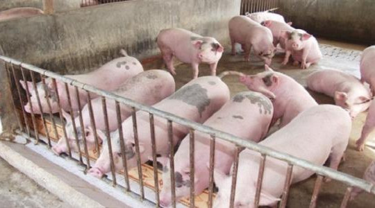 Dabaco lỗ 33 tỉ vì giá thịt lợn giảm kỷ lục