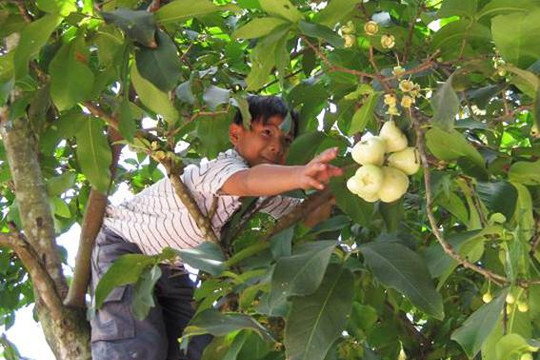 Đinh xuyên - thời thơ ấu