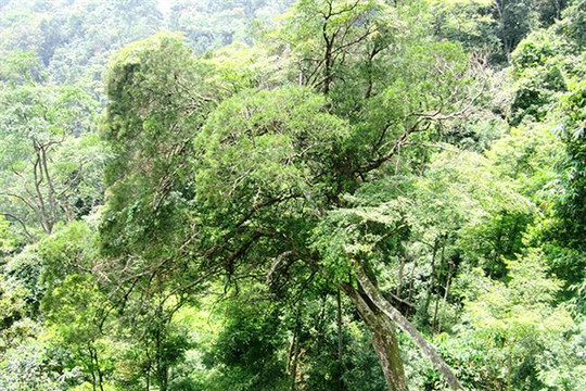 Ngắm cây cổ thụ trên núi thiêng Yên Tử
