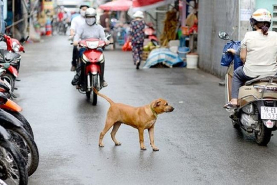 Hà Nội: Giao UBND cấp phường, xã bắt giữ chó thả rông