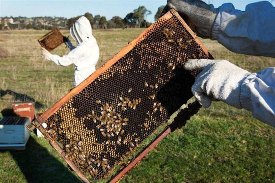 75% mật ong trên thế giới nhiễm thuốc trừ sâu