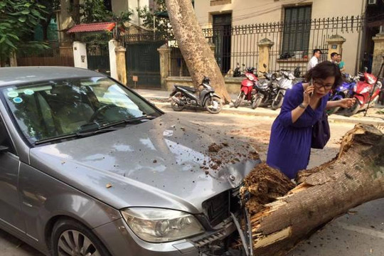 Hà Nội: Cây cổ thụ bất ngờ đổ đè bẹp 1 ô tô, 3 xe máy
