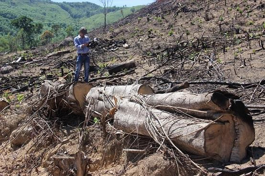 Sớm đưa ra xét xử công khai vụ phá rừng tại Bình Định