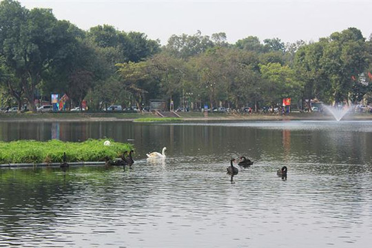 Đàn thiên nga tại hồ Hoàn Kiếm đã được chuyển về hồ Thiền Quang