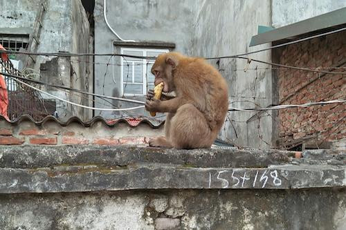 Khỉ hoang "đại náo" khu dân cư ở Hà Nội