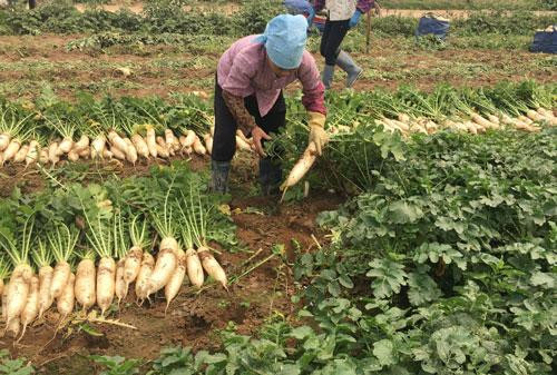 Thu mua khoảng 60 tấn củ cải cho nông dân xã Tráng Việt