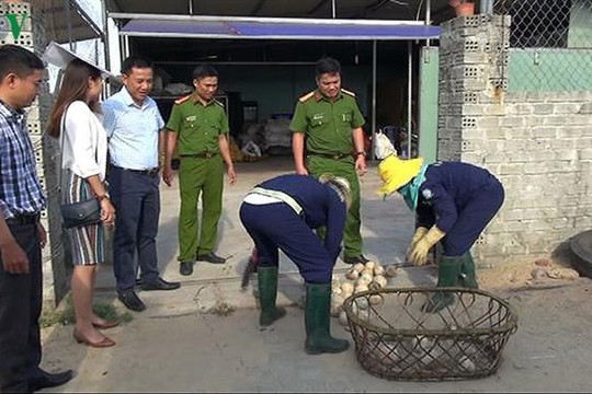 Ngâm dừa trong hóa chất, Công ty Trần Phú bị xử phạt 60 triệu đồng