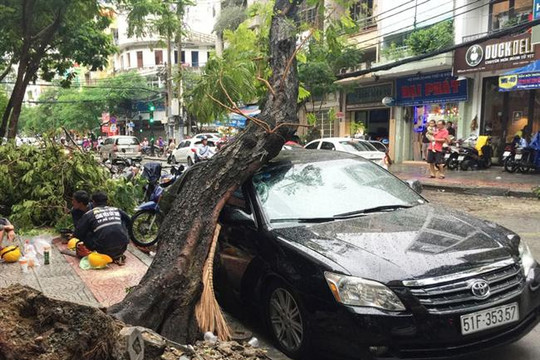 TP Hồ Chí Minh chủ động ứng phó cây xanh gãy, đổ mùa mưa bão