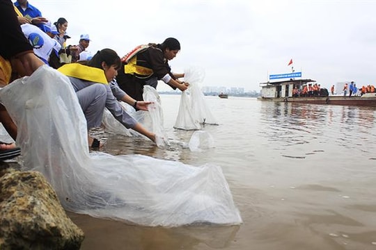 Phóng sinh 17.000 con cá nhân Đại lễ Phật đản 2018