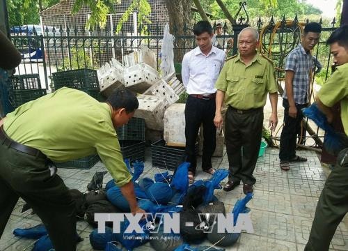 Bắt giữ xe tải vận chuyển gần 340 kg tê tê quý hiếm