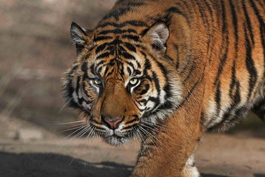 Phát hiện trang trại nuôi không phép 11 con hổ ở Thanh Hóa