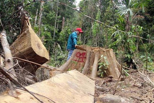 Khởi tố, bắt tạm giam 2 bị can liên quan vụ phá rừng Nam Giang