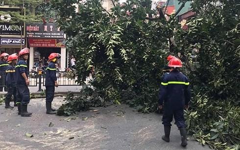 Hà Nội: Cây đa cổ thụ bật gốc, đổ chắn ngang đường Tôn Đức Thắng